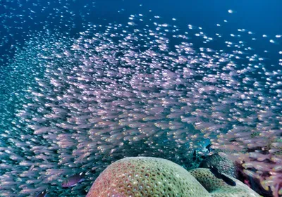 animal behavior, animal cognition, reproducibility, replication, publishing, research integrity, animal research, experimental design, data reporting animal behavior, animal cognition, reproducibility, replication, publishing, research integrity, animal research, experimental design, data reporting